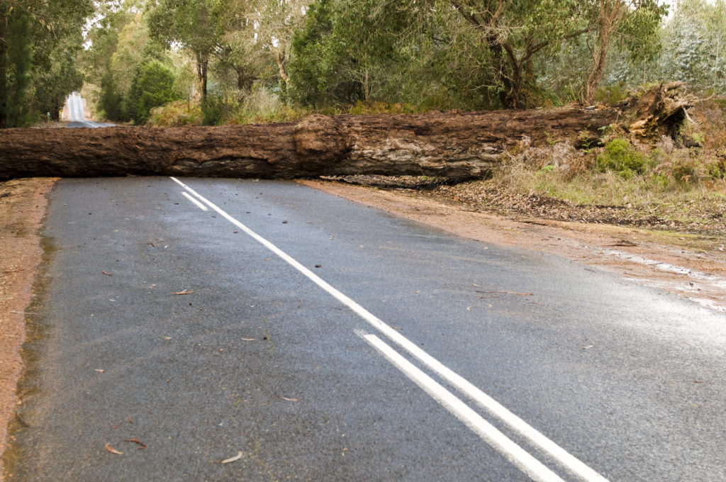 Fallen Tree Blocking the Road